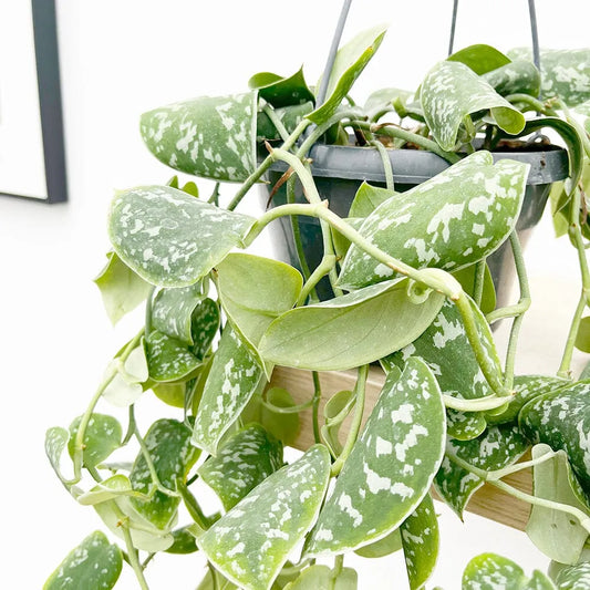 30 - 40cm Epipremnum Trebie Satin Pothos in Hanging Pot 15cm House Plant