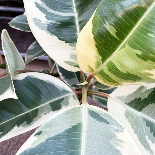 30 - 40cm Ficus Tineke Rubber Plant 12cm Pot House Plant