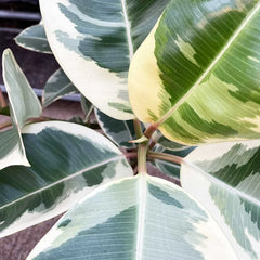 30 - 40cm Ficus Tineke Rubber Plant 12cm Pot House Plant
