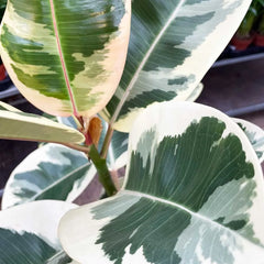 30 - 40cm Ficus Tineke Rubber Plant 12cm Pot House Plant