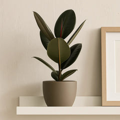 30 - 40cm Ficus abidjan Rubber Plant 12cm Pot House Plant