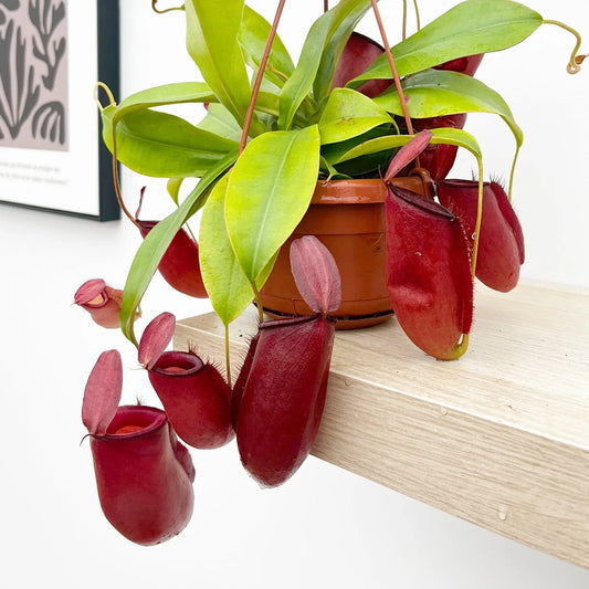 30 - 40cm Nepenthes Dark Secret in Hanging Pot Monkey Jars 14cm Pot House Plant