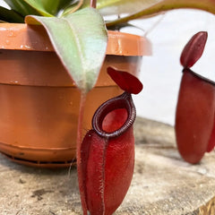 30 - 40cm Nepenthes Dark Secret in Hanging Pot Monkey Jars 14cm Pot House Plant