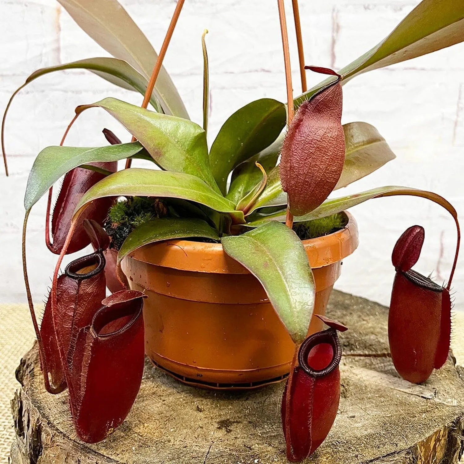 30 - 40cm Nepenthes Dark Secret in Hanging Pot Monkey Jars 14cm Pot House Plant
