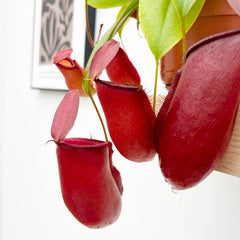 30 - 40cm Nepenthes Dark Secret in Hanging Pot Monkey Jars 14cm Pot House Plant