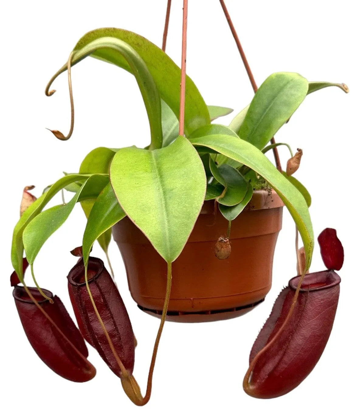 30 - 40cm Nepenthes Diana in Hanging Pot Monkey Jars 14cm Pot House Plant