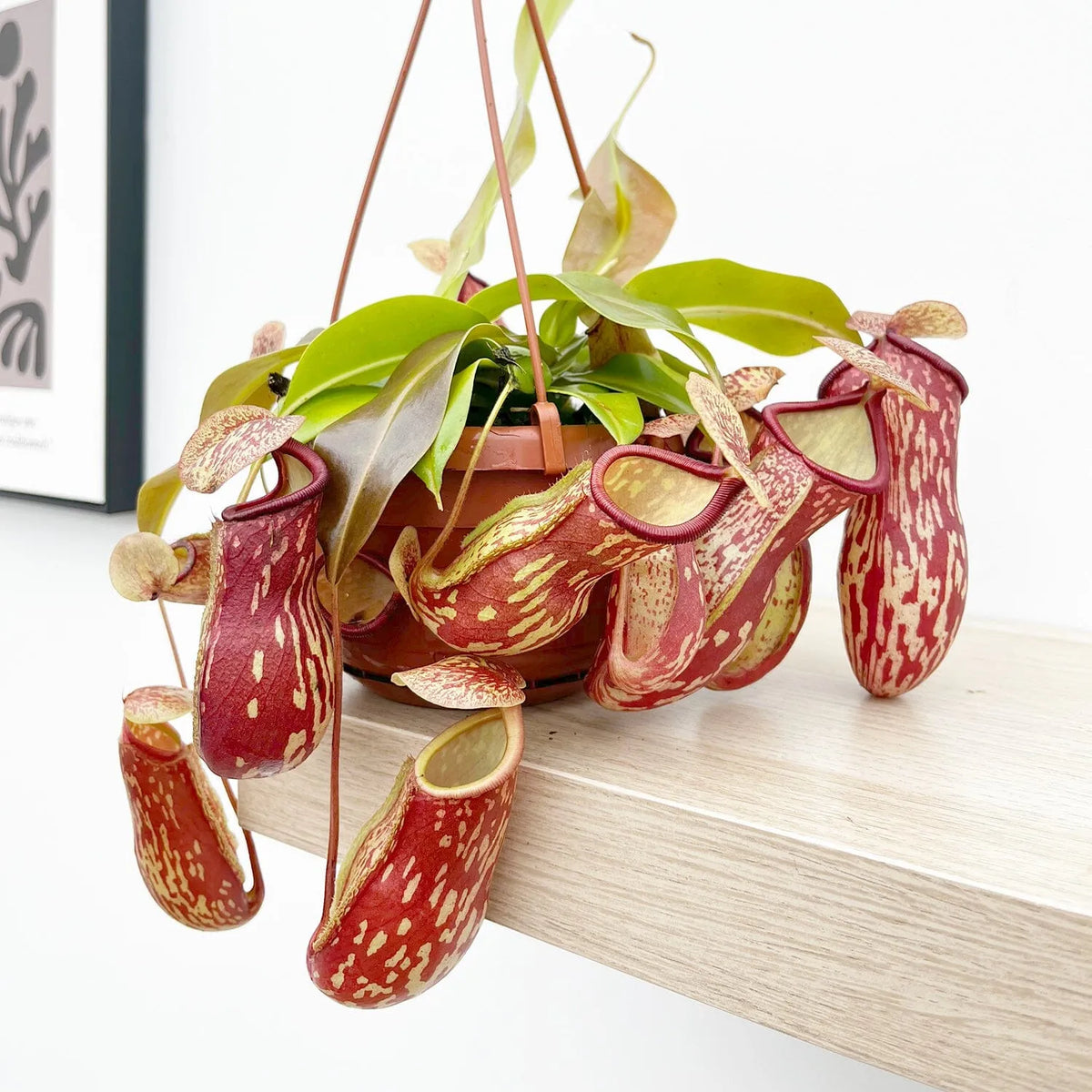 pitcher plant hanging pot 30