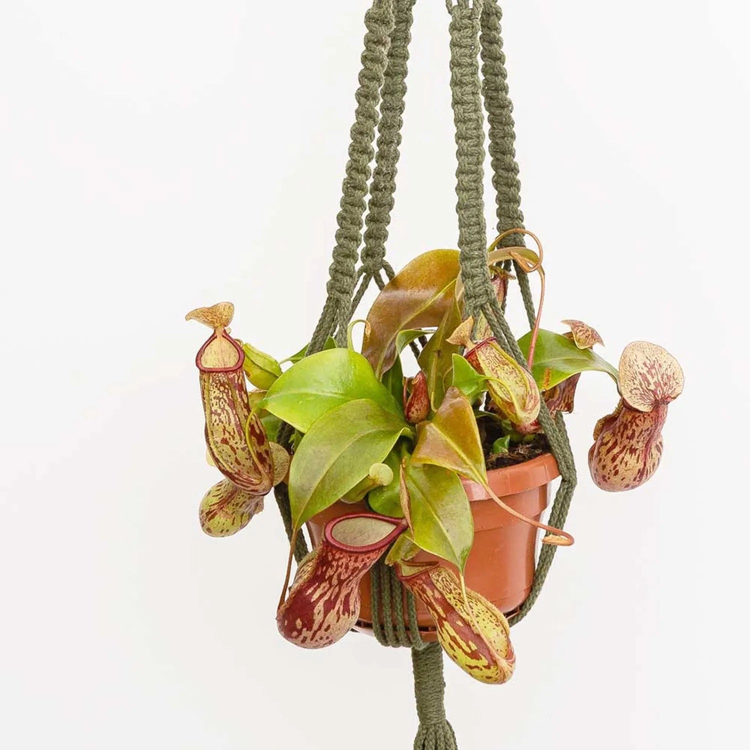 30 - 40cm Nepenthes Gaya in Hanging Pot Monkey Jars 14cm Pot House Plant