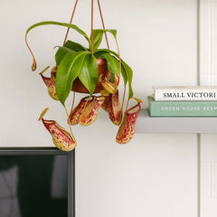 30 - 40cm Nepenthes Gaya in Hanging Pot Monkey Jars 14cm Pot House Plant
