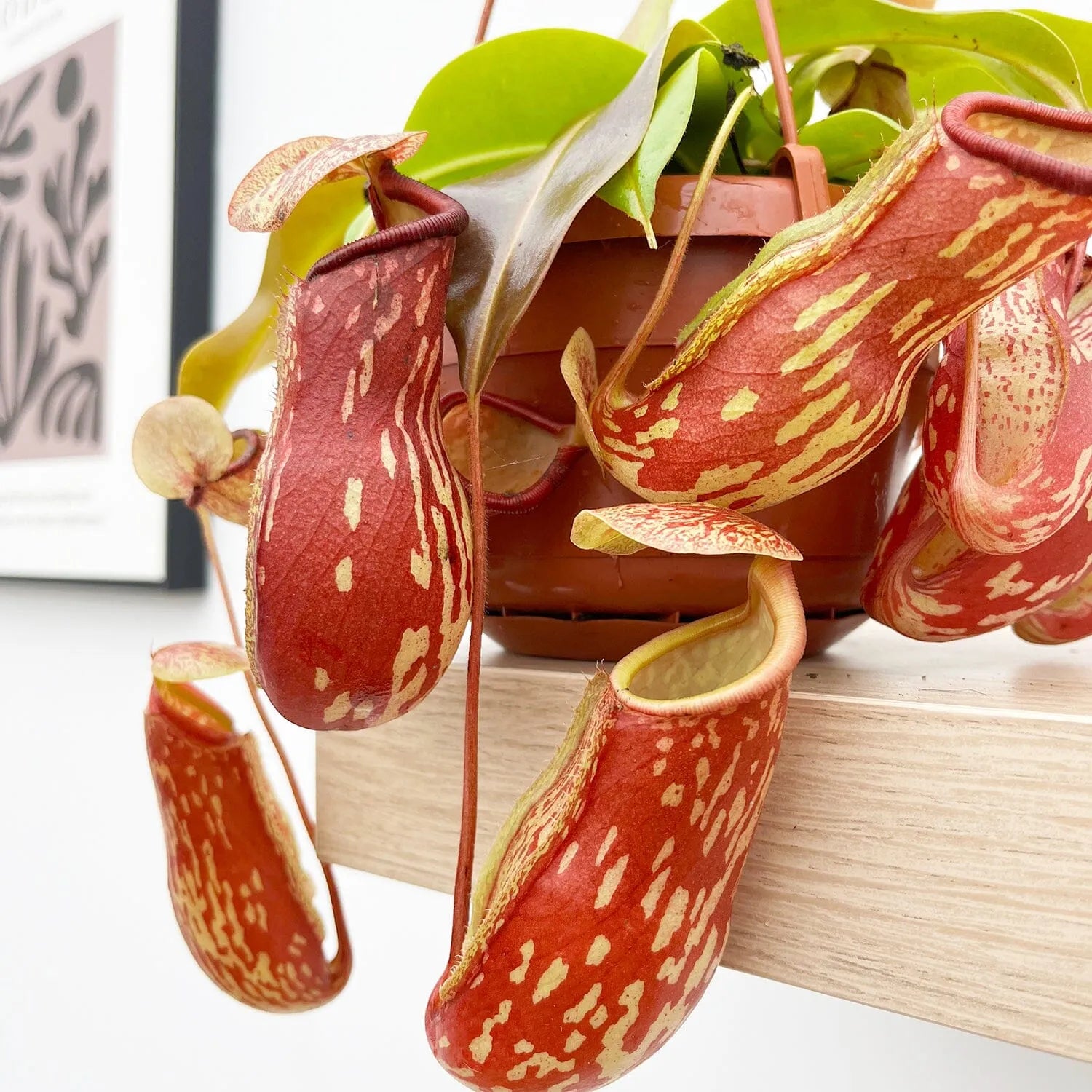 pitcher plant hanging pot 30