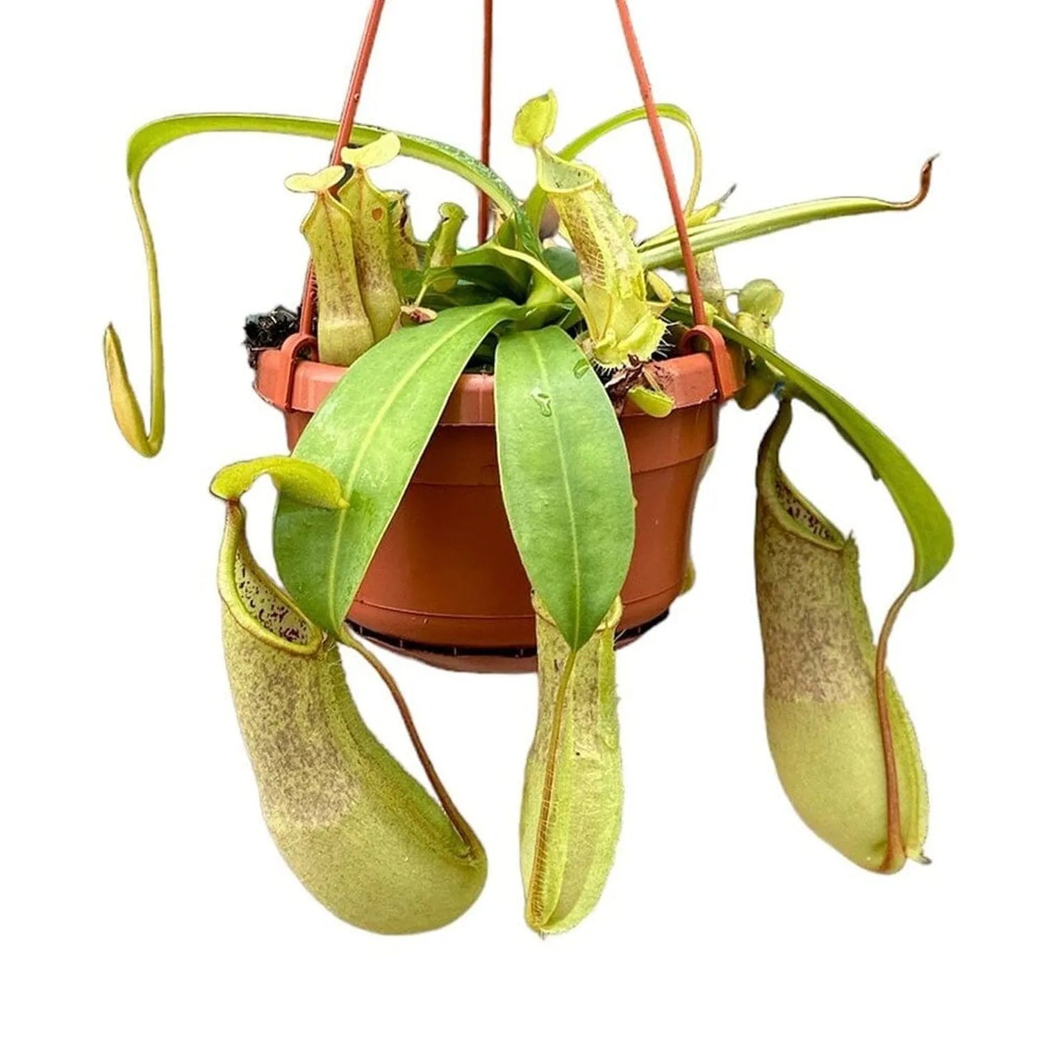 30 - 40cm Nepenthes Louisa in Hanging Pot Monkey Jars 14cm Pot House Plant