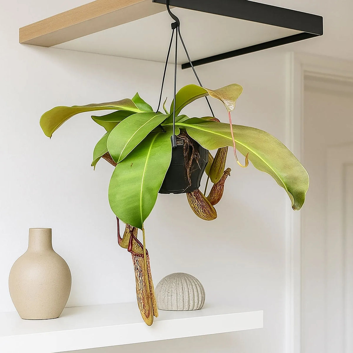 30 - 40cm Nepenthes Miranda in Hanging Pot Monkey Jars 19cm Pot House Plant