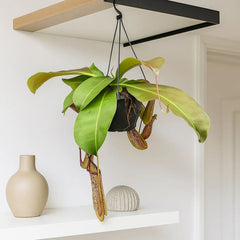 30 - 40cm Nepenthes Miranda in Hanging Pot Monkey Jars 19cm Pot House Plant