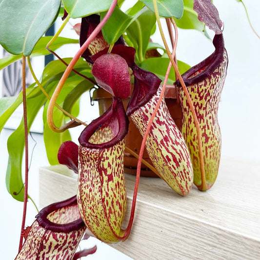 30 - 40cm Nepenthes Sam in Hanging Pot Monkey Jars 14cm Pot House Plant