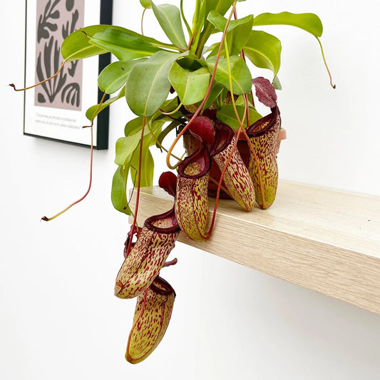 30 - 40cm Nepenthes Sam in Hanging Pot Monkey Jars 14cm Pot House Plant