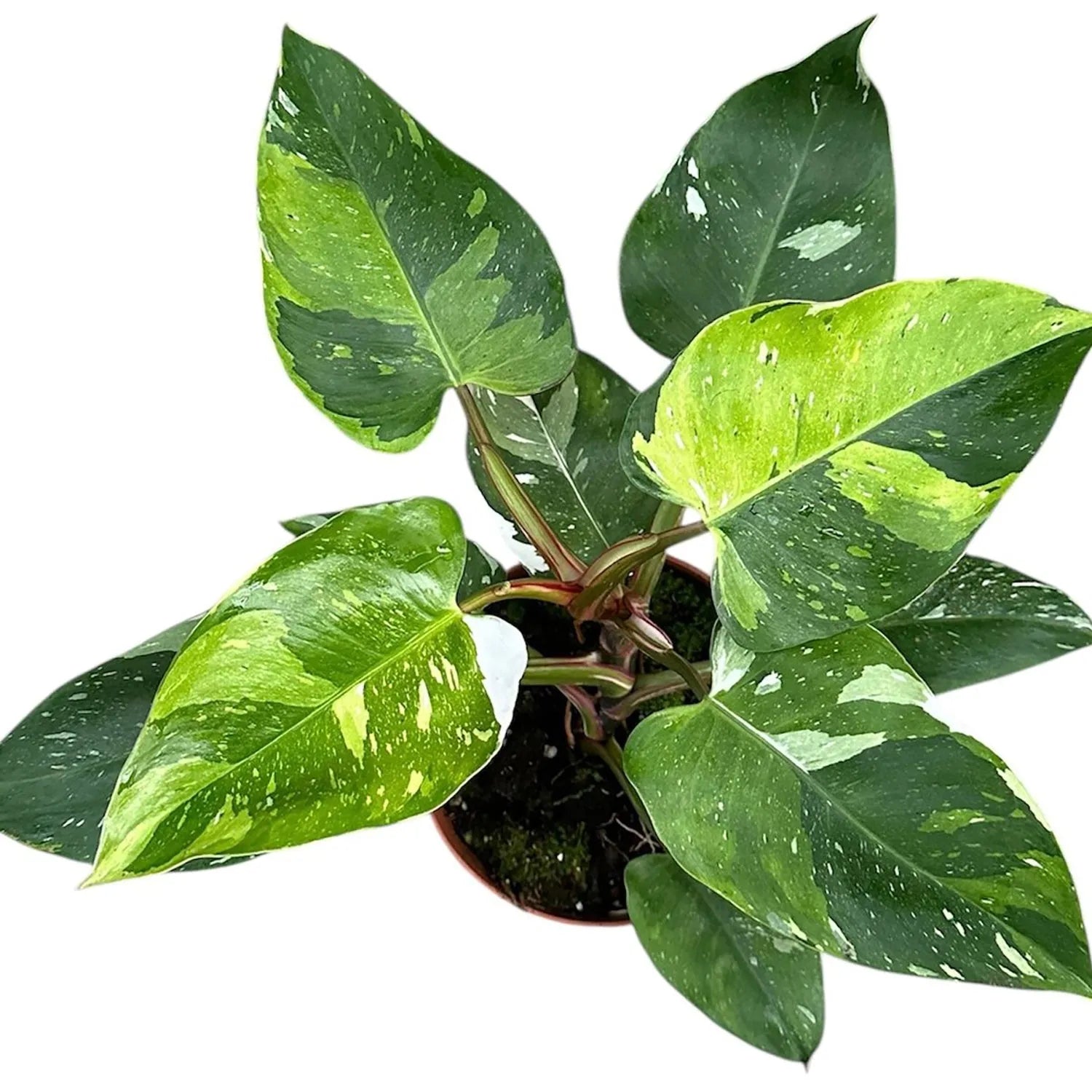 30 - 40cm Philodendron Fresh Aurea 17cm Pot House Plant