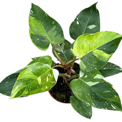 30 - 40cm Philodendron Fresh Aurea 17cm Pot House Plant