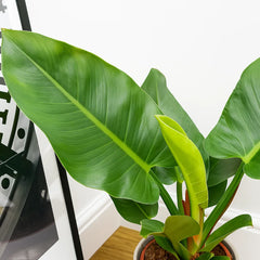 30 - 40cm Philodendron Imperial Green 12cm Pot House Plant