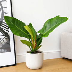 30 - 40cm Philodendron Imperial Green 12cm Pot House Plant