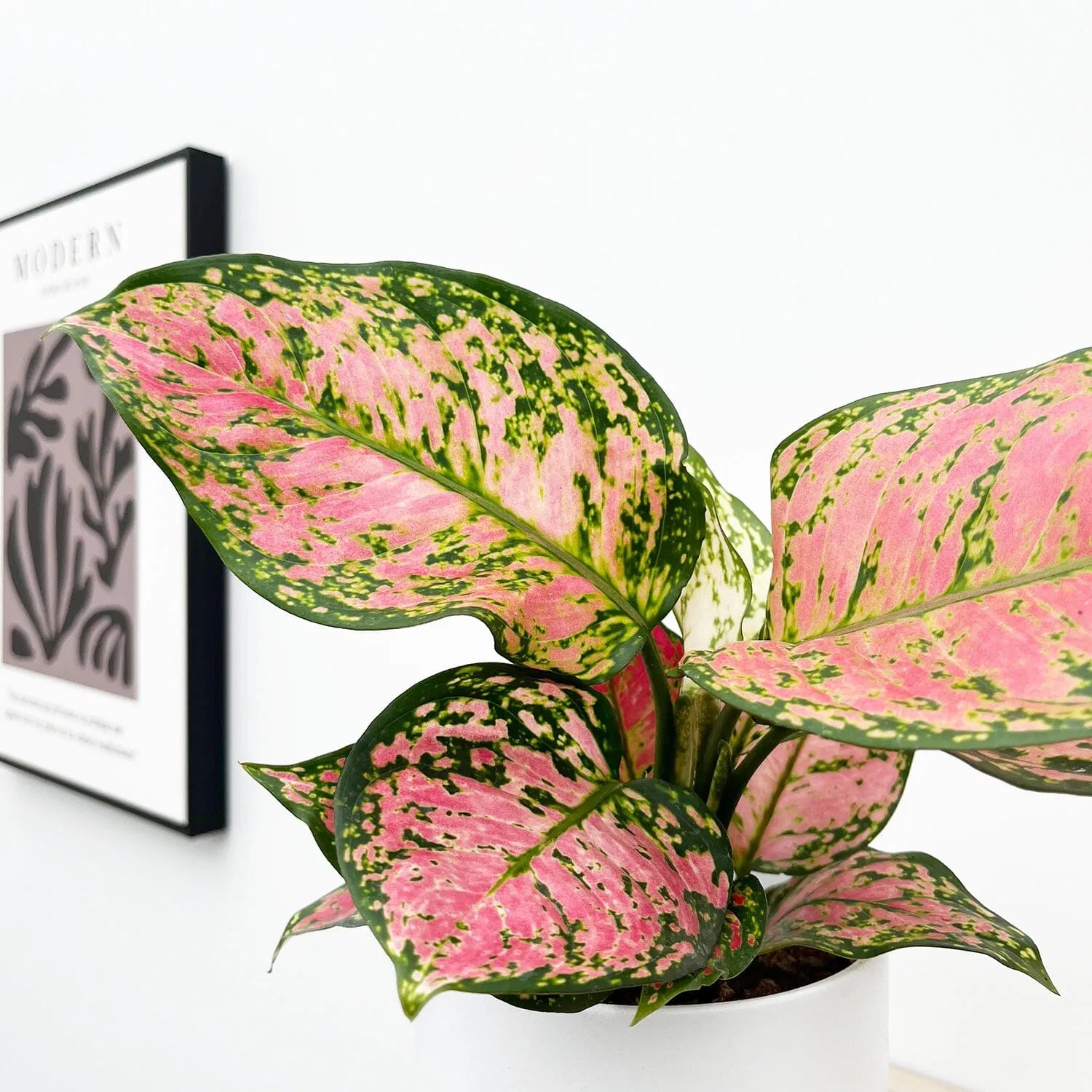 30 - 45cm Aglaonema Crimson Love Chinese Evergreen 12cm Pot House Plant