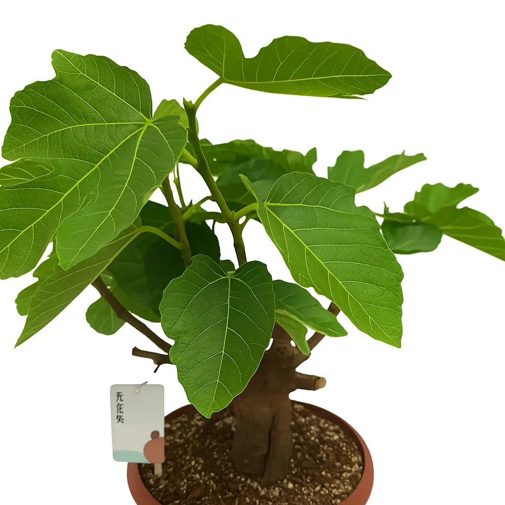 30 - 45cm Bonsai Ficus Carica Tree 25cm Ceramic Pot House Plant