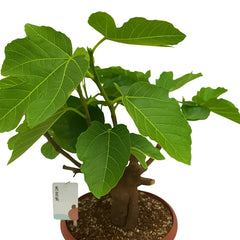 30 - 45cm Bonsai Ficus Carica Tree 25cm Ceramic Pot House Plant