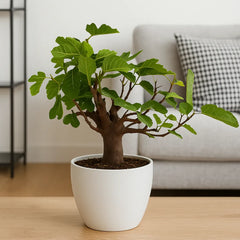 30 - 45cm Bonsai Ficus Carica Tree 25cm Ceramic Pot House Plant