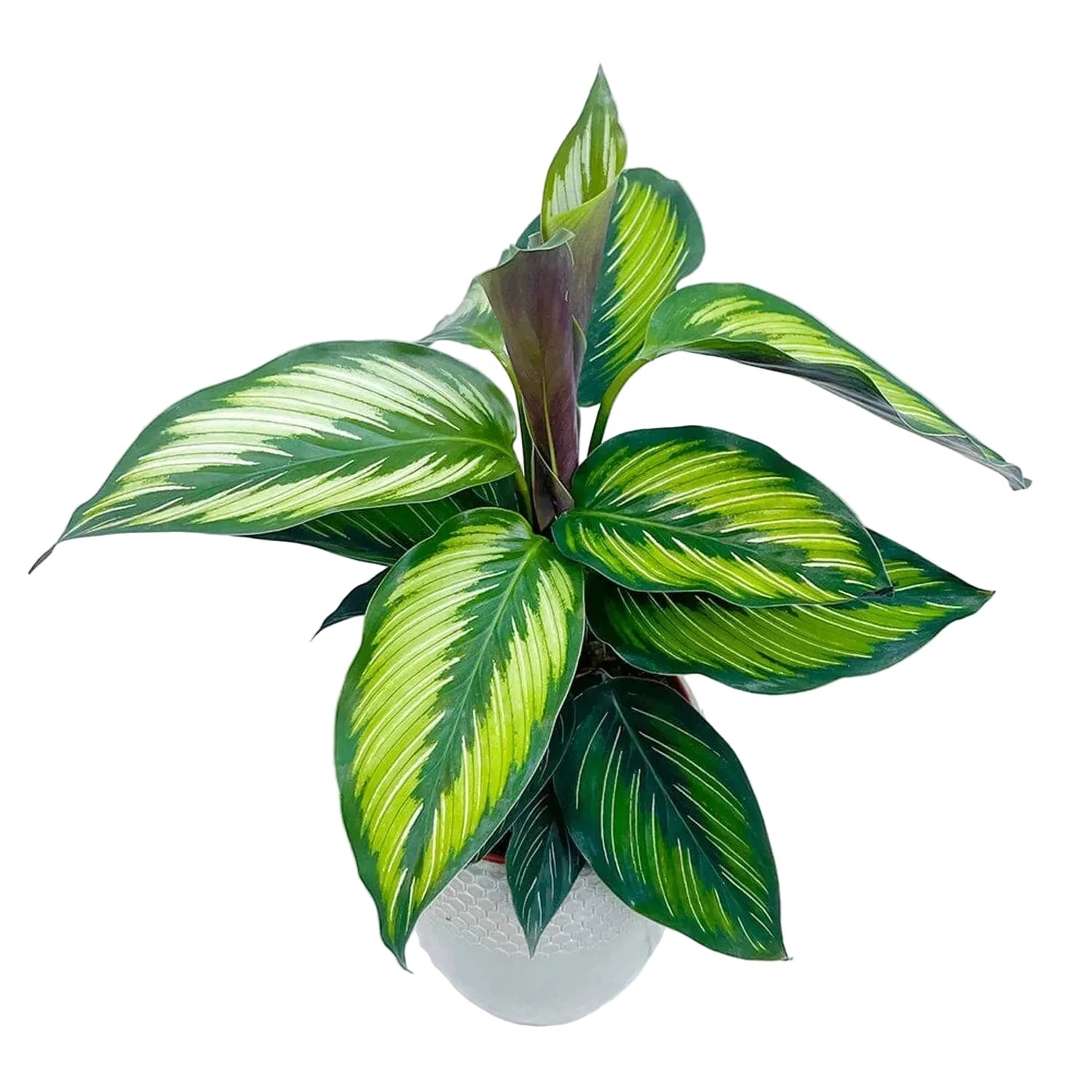 30 - 45cm Calathea Beautystar Beauty Star Prayer Plant 12cm Pot House Plant