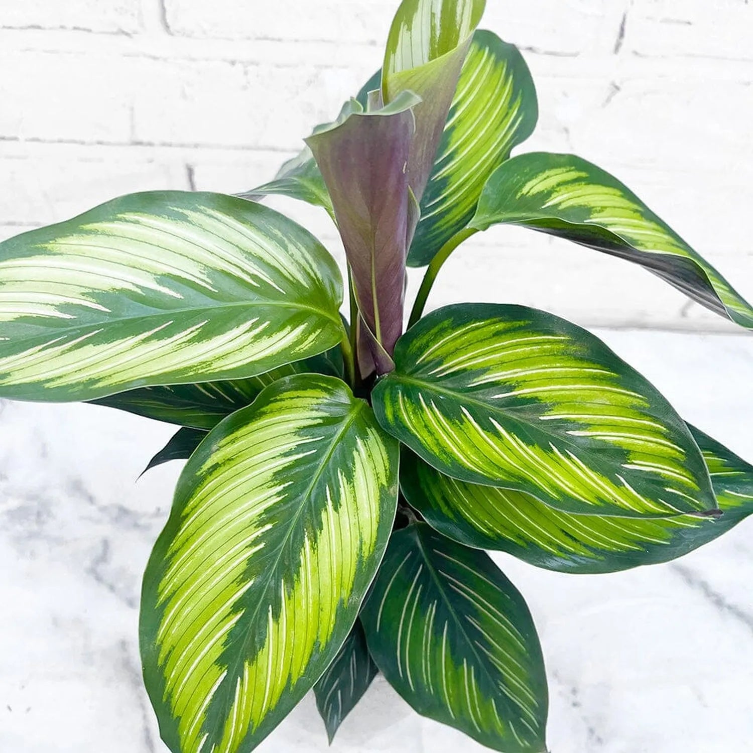 30 - 45cm Calathea Beautystar Beauty Star Prayer Plant 12cm Pot House Plant