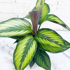 30 - 45cm Calathea Beautystar Beauty Star Prayer Plant 12cm Pot House Plant