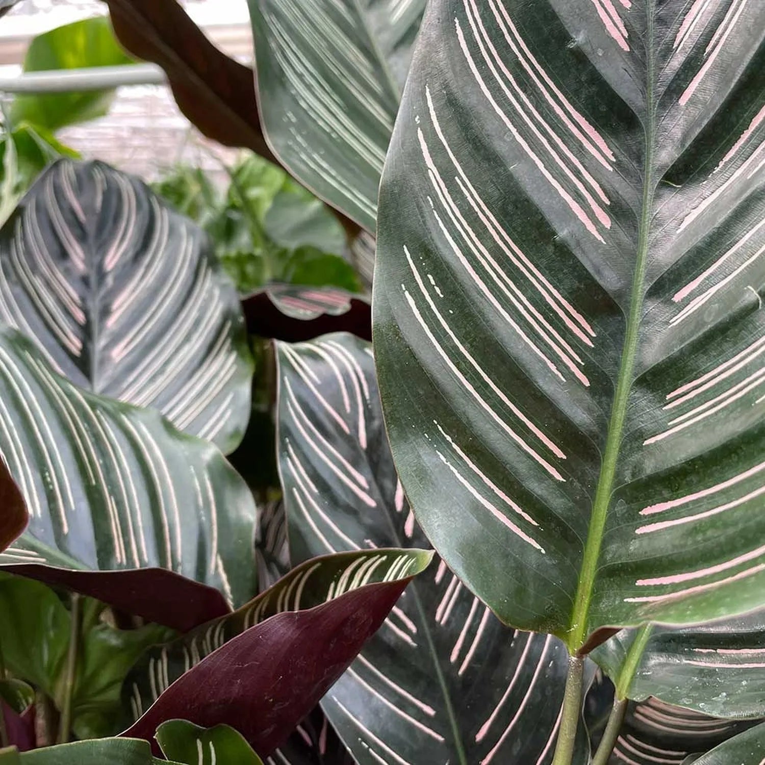 30 - 45cm Calathea Ornata Sanderiana Prayer Plant 14cm Pot House Plant