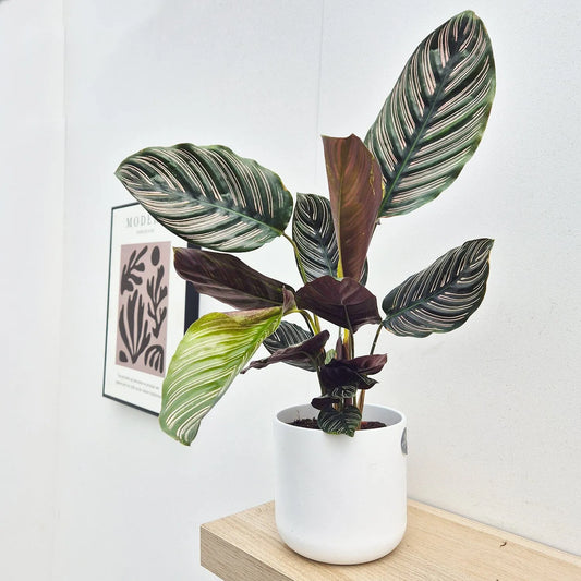 30 - 45cm Calathea Ornata Sanderiana Prayer Plant 14cm Pot House Plant