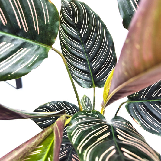 30 - 45cm Calathea Ornata Sanderiana Prayer Plant 14cm Pot House Plant