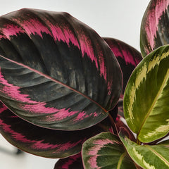 30 - 45cm Calathea Surprise Star Prayer Plant 12cm Pot House Plant