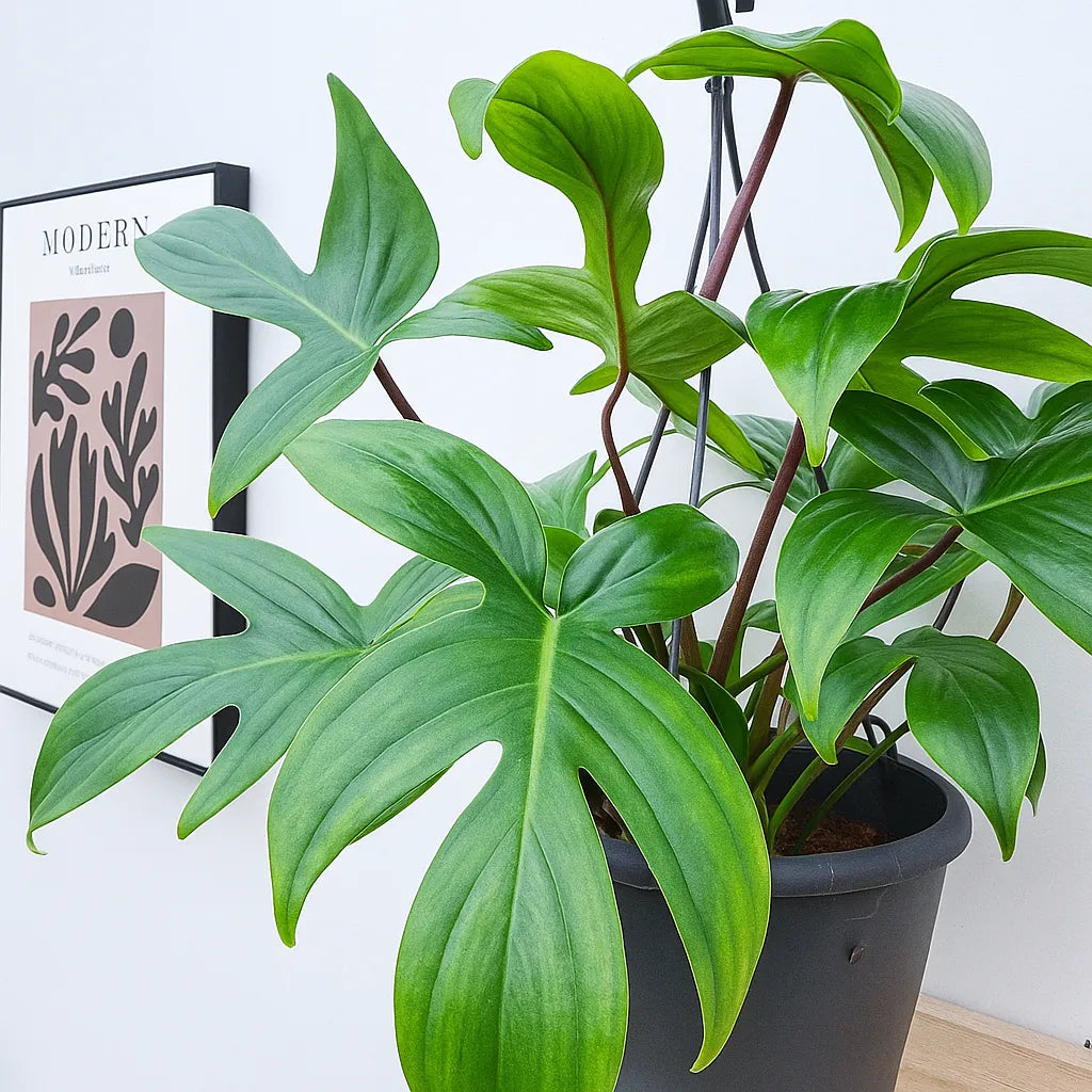 30 - 45cm Philodendron Florida Green 21cm Hanging Pot House Plant