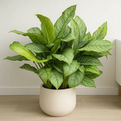 30 - 45cm  XL Aglaonema B.J Freedman Chinese Evergreen 24cm Pot House Plant