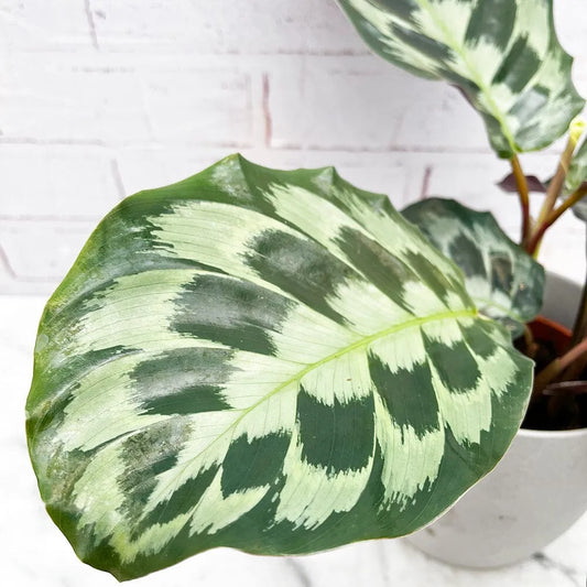30 - 50cm Calathea Kennedy Prayer Plant 17cm Pot House Plant