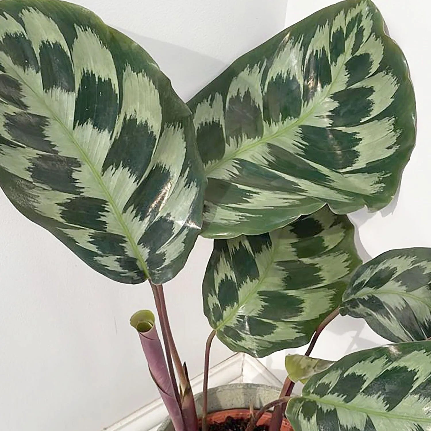 30 - 50cm Calathea Kennedy Prayer Plant 17cm Pot House Plant