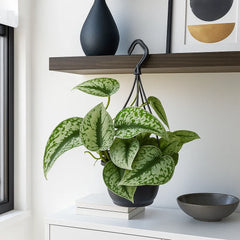 30 - 50cm Exotica Pothos Silvery Ann Epipremnum in Hanging 17cm Pot