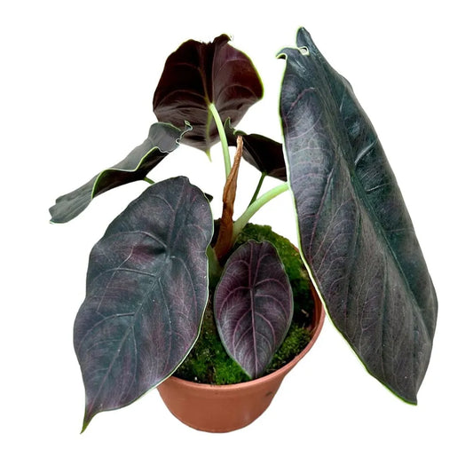 30 cm Alocasia Azlanii House Plant 14 cm Pot