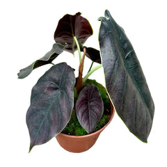 30 cm Alocasia Azlanii House Plant 14 cm Pot