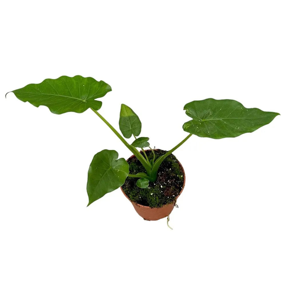 30 cm Alocasia California House Plant 14 cm Pot