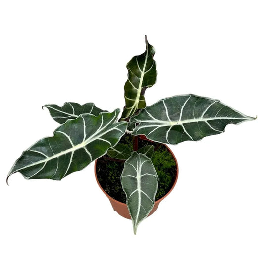 30 cm Alocasia Longiloba Watsoniana House Plant 14 cm Pot