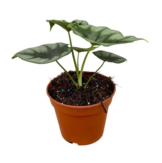 30 cm Alocasia Reversa House Plant 14 cm Pot