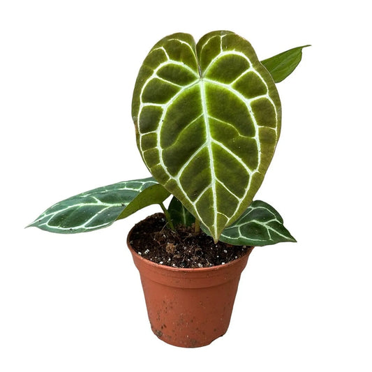 30 cm Anthurium Crystallinum House Plant 14 cm Pot