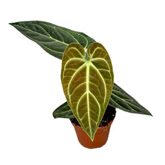 30 cm Anthurium Regale House Plant 14 cm Pot