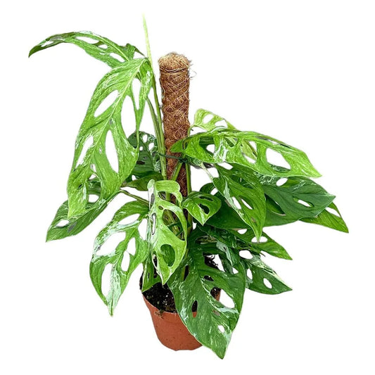 30 cm Monstera Adansonii Indonesian Marble House Plant 17 cm Pot