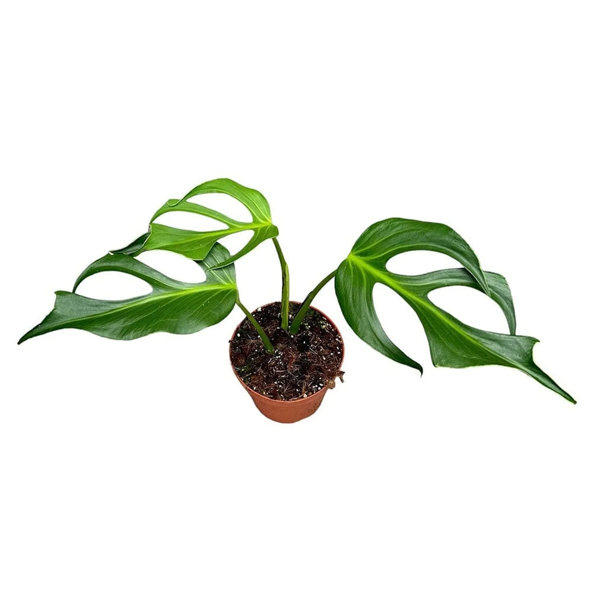 30 cm Monstera Burle Marx Flame House Plant 17 cm Pot – Plants For