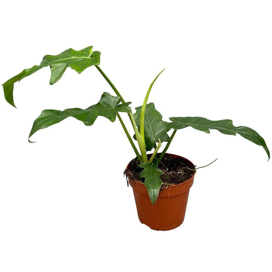 30 cm Philodendron Bob Cee House Plant 17 cm Pot