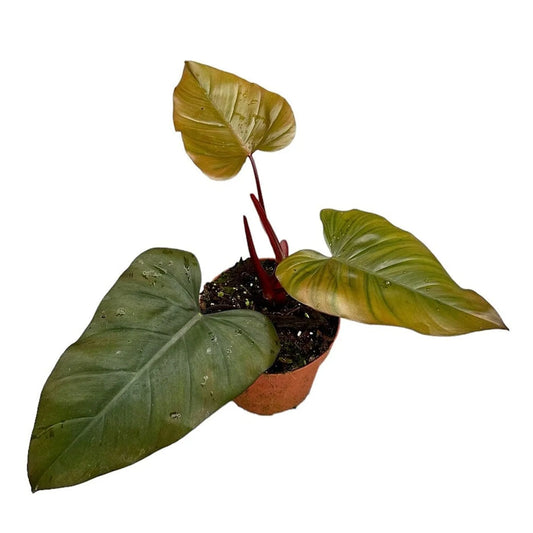 30 cm Philodendron Dark Lord House Plant 17 cm Pot